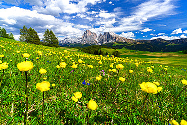 Globeflowers (Trollius) flowers, Buttercup family, in bloom in the green meadows at feet of Sassolungo and Sassopiatto, Seiser Alm, Dolomites, South Tyrol, Italy, Europe