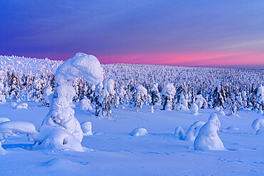 Winter sunrise over frozen spruce tree forest covered with snow, Riisitunturi National Park, Lapland, Finland, Europe