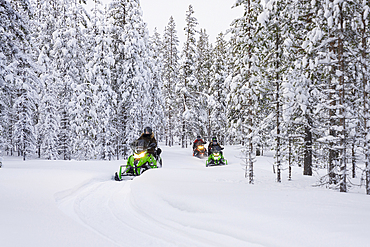 Tourists enjoying snowmobiling in a forest covered with snow in winter, Lapland, Sweden, Scandinavia, Europe