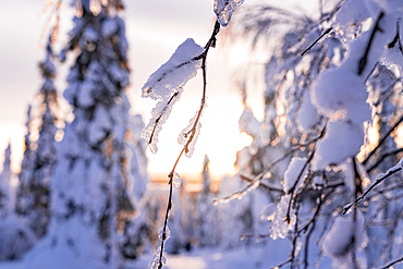 Close-up details of tree branches covered with snow at sunrise, Lapland, Finland, Europe