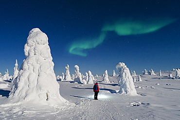 Hiker admiring the sky with Aurora borealis (Northern Lights) standing in the frozen forest, Riisitunturi National Park, Posio, Lapland, Finland, Europe