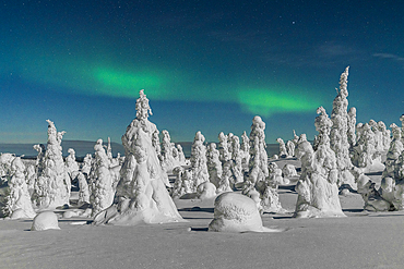 Frozen trees of the Arctic forest lit by the green light of Aurora borealis (Northern Lights), Riisitunturi National Park, Posio, Lapland, Finland, Europe