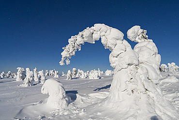 Frozen spruce trees covered with snow in the cold Arctic night, Riisitunturi National Park, Posio, Lapland, Finland, Europe