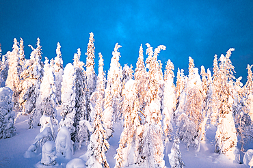 Frozen snowy spruce trees at winter dusk, Riisitunturi National Park, Posio, Lapland, Finland, Europe