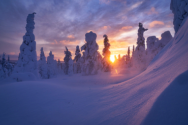 Sky at sunset over frozen spruce trees covered with snow, Riisitunturi National Park, Posio, Lapland, Finland, Europe