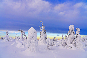 Winter dusk over the snowy forest, Riisitunturi National Park, Posio, Lapland, Finland, Europe