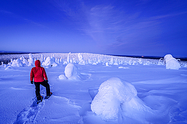 Man with snowshoes admiring the frozen snowy forest under the blue light of dusk, Riisitunturi National Park, Posio, Lapland, Finland, Europe