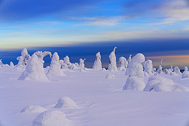 Beautiful sky at dusk over lone frozen trees in deep snow, Riisitunturi National Park, Posio, Lapland, Finland, Europe