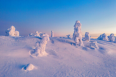 Cold arctic sunrise over frozen spruce trees covered with snow, aerial view, Riisitunturi National Park, Posio, Lapland, Finland