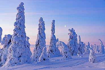 Snowy forest at sunrise in winter, Riisitunturi National Park, Posio, Lapland, Finland