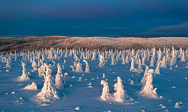 Sunrise over ice sculptures in the snowy forest, aerial view, Riisitunturi National Park, Posio, Lapland, Finland