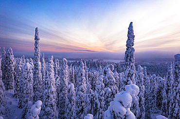 Snowy frozen forest at sunset in the winter scenery of Finnish Lapland