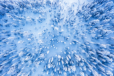 Frozen snowy forest after a winter blizzard at dusk, overhead view, Lapland, Finland