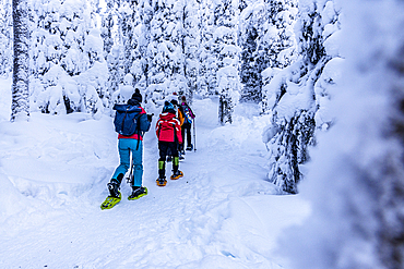 Family exploring the snowy forest walking on a trail with snowshoes, Oulanka National Park, Ruka Kuusamo, Lapland, Finland