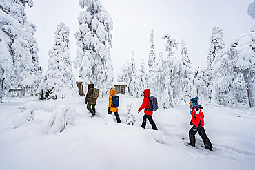 Happy family walking in the snowy forest, Iso Syote, Northern Ostrobothnia, Lapland, Finland