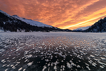 Burning sky at dawn over the frozen Lake Champfer covered with ice flowers in winter, Engadine, Graubunden canton, Switzerland, Europe