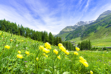 Yellow buttercup flowers in bloom, Madesimo, Valle Spluga, Valtellina, Lombardy, Italy, Europe