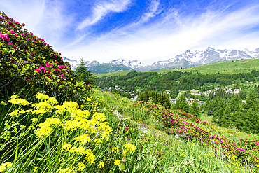 Multicolored flowers in summer, Madesimo, Valle Spluga, Valtellina, Lombardy, Italy, Europe