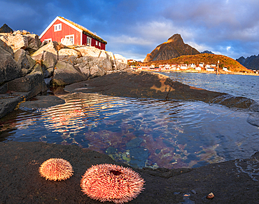 Colorful sea anemones on rocks framing a lone fisherman cabin at dawn, Reine, Lofoten Islands, Nordland, Norway, Scandinavia, Europe