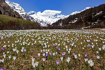 Colorful crocus in bloom flowering in meadows in spring, Fedoz valley, Bregaglia, Engadine, Canton of Graubunden, Switzerland, Europe