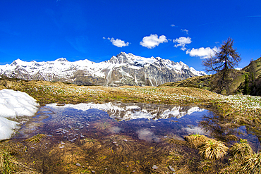 Snowcapped mountains reflected in a pristine lake in springtime, Fedoz valley, Bregaglia, Engadine, Canton of Graubunden, Switzerland, Europe