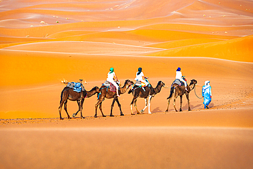 Tuareg man leading a camel train of tourists on the sand dunes of Erg Chebbi, Merzouga, Sahara Desert, Morocco, North Africa, Africa