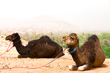 Camels, Atlas mountains, Ouarzazate province, Morocco, North Africa, Africa