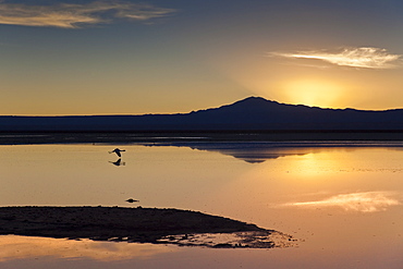 A solitary flamingo flying above the still waters of a lagoon with a volcano of the Andes in the background, Chile, South America