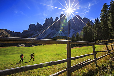 Hikers proceed from Glatsch Alm with Odle in background, Funes Valley, South Tyrol, Dolomites, Trentino-Alto Adige, Italy, Europe