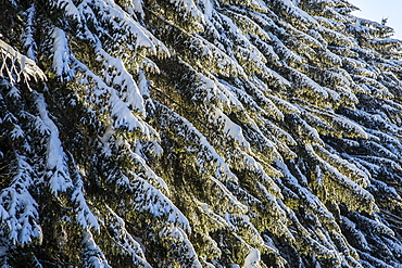 Branches of trees covered with snow after a heavy snowfall, Gerola Valley, Valtellina, Orobie Alps, Lombardy, Italy, Europe