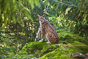 A lynx in the Bavarian National Park, Bavaria, Germany, Europe