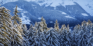 Trees covered with snow in the woods after a heavy snowfall, Gerola Valley, Valtellina, Orobie Alps, Lombardy, Italy, Europe