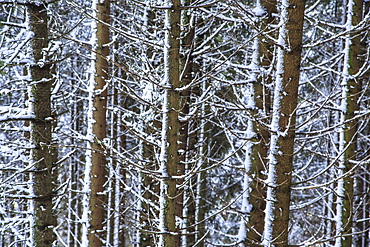 Trees covered with snow in the woods after a heavy snowfall, Masino Valley, Valtellina, Orobie Alps, Lombardy, Italy, Europe