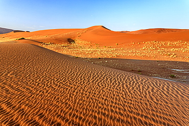 Dried plants among the sand dunes shaped by wind, Deadvlei, Sossusvlei, Namib Desert, Namib Naukluft National Park, Namibia, Africa