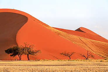 Dune 45 the star dune composed of 5 million year old sand, Sossusvlei, Namib Desert, Namib Naukluft National Park, Namibia, Africa