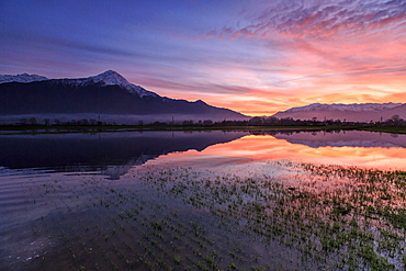 Natural reserve of Pian di Spagna flooded with Mount Legnone reflected in the water at sunset, Valtellina, Lombardy, Italy, Europe