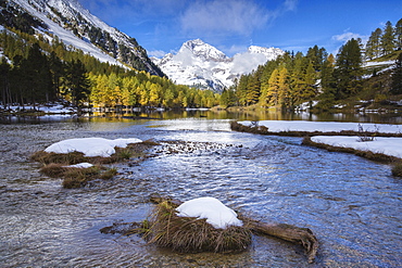 Colorful trees and snowy peaks frame Lai da Palpuogna, Albula Pass, Bergen, Engadine, Canton of Graubunden, Switzerland, Europe