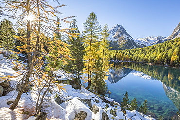 Colorful woods and snowy peaks reflected in Lake Saoseo, Poschiavo Valley, Canton of Grauunden, Swizterland, Europe