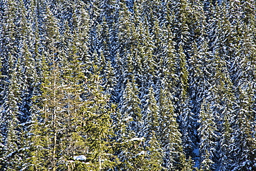 Snowy woods around Julierpass, Albula District, Canton of Graubunden, Switzerland, Europe