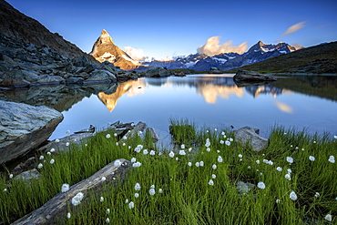 Cotton grass frames the Matterhorn reflected in Lake Stellisee at dawn, Zermatt, Canton of Valais, Swiss Alps, Switzerland, Europe