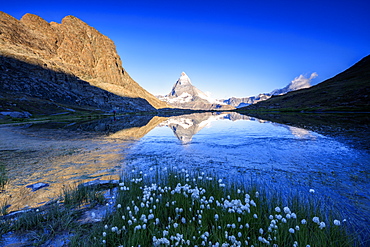 Cotton grass frame the Matterhorn reflected in Lake Stellisee at dawn, Zermatt, Canton of Valais, Swiss Alps, Switzerland, Europe