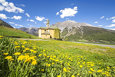 Yellow flowers and green meadows frame the church of Oga, Bormio, Stelvio National Park, Upper Valtellina, Lombardy, Italy, Europe