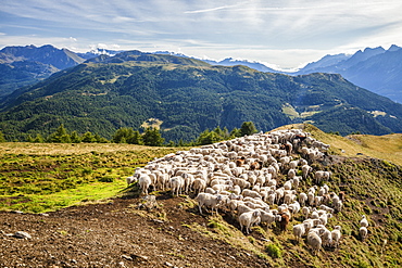 A flock of sheep in the pastures of Mount Padrio, Orobie Alps, Valtellina, Lombardy, Italy, Europe