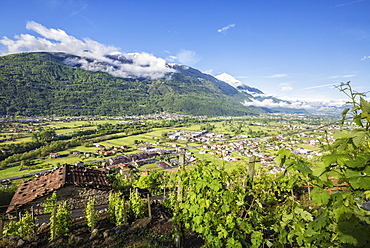 Vineyards in spring with the village of Traona in the background, Province of Sondrio, Lower Valtellina, Lombardy, Italy, Europe