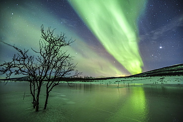 Aurora Borealis on the frozen lagoon of Jaegervatnet, Stortind, Lyngen Alps, Troms, Lapland, Norway, Scandinavia, Europe