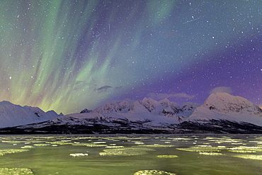 Northern Lights on the icy sea of Svensby, Lyngen Alps, Troms, Lapland, Norway, Scandinavia, Europe