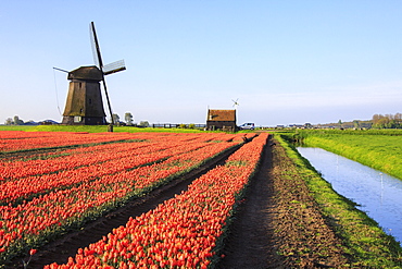 Red tulip fields and blue sky frame the windmill in spring, Berkmeer, Koggenland, North Holland, Netherlands, Europe