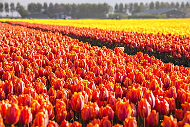 The colourful tulip fields in spring, Berkmeer, Koggenland, North Holland, Netherlands, Europe