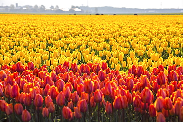 The colourful tulip fields in spring, Berkmeer, Koggenland, North Holland, Netherlands, Europe