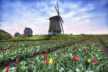 View of multi-coloured fields of tulips and windmills at spring, Berkmeer, Koggenland, North Holland, Netherlands, Europe